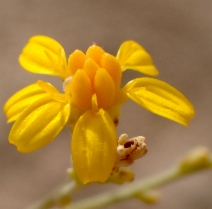 Gutierrezia californica