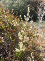 Fallopia baldschuanica