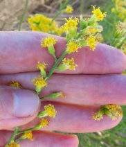 Lepidospartum squamatum