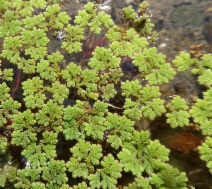 Azolla filiculoides