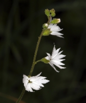Lithophragma affine