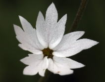 Lithophragma affine