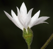 Lithophragma affine