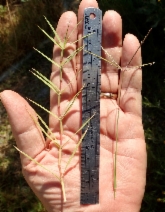 Cynodon dactylon