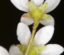 Micranthes californica