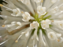 Cephalanthus occidentalis
