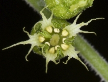 Tellima grandiflora