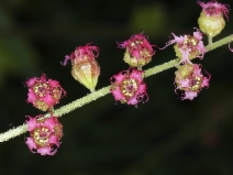 Tellima grandiflora