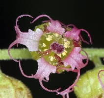 Tellima grandiflora