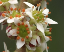 Saxifraga oregana