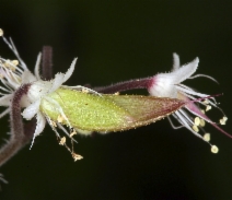 Tiarella trifoliata