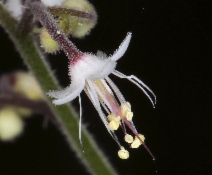 Tiarella trifoliata