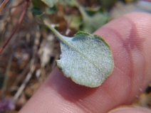 Eriogonum luteolum var. caninum