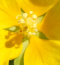 Ludwigia peploides ssp. montevidensis