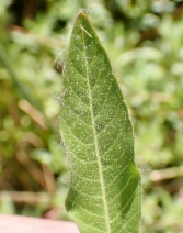 Ludwigia peploides ssp. montevidensis