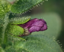 Antirrhinum nuttallianum ssp. subsessile