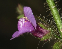 Antirrhinum nuttallianum ssp. subsessile
