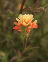 Castilleja affinis ssp. affinis