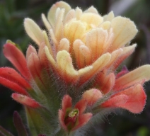 Castilleja affinis ssp. affinis