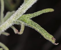 Castilleja foliolosa