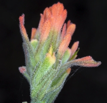Castilleja foliolosa