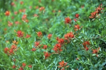 Castilleja miniata