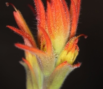 Castilleja pruinosa