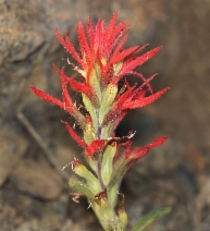 Castilleja pruinosa