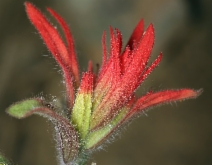 Castilleja pruinosa