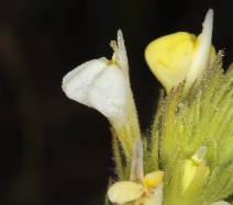 Castilleja rubicundula ssp. lithospermoides