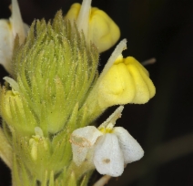 Castilleja rubicundula ssp. lithospermoides