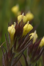 Castilleja tenuis
