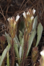 Castilleja tenuis