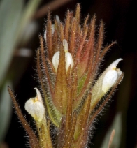 Castilleja tenuis