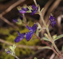 Collinsia greenei
