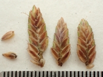 Cyperus niger