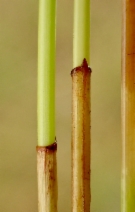 Eleocharis montevidensis