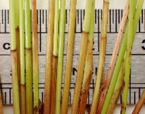 Eleocharis montevidensis
