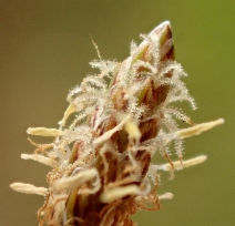 Eleocharis acicularis