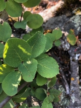 Amelanchier utahensis