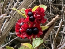 Lonicera involucrata