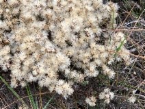 Ericameria ericoides