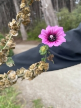 Malva arborea