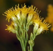 Euthamia occidentalis