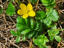 Potentilla anserina