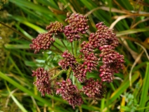 Oenanthe sarmentosa
