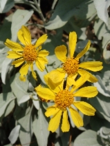 Encelia farinosa