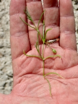 Spergularia marina