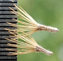 Isocoma menziesii var. sedoides