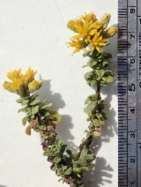 Isocoma menziesii var. sedoides